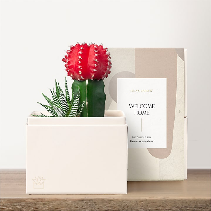 product image for Lula's Garden - Housewarming Petite Gardens