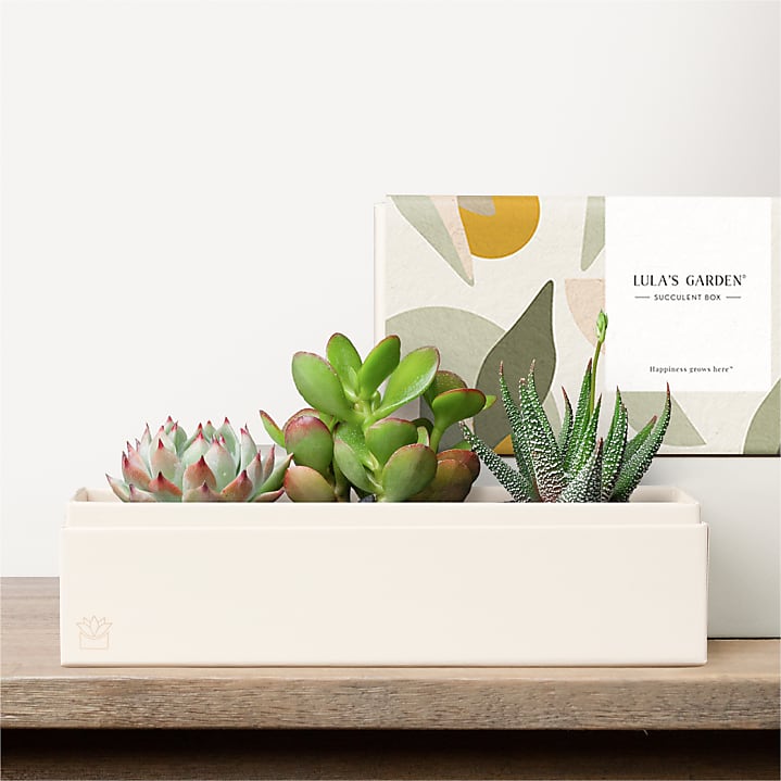 product image for Lula's Garden - Deluxe Gardens