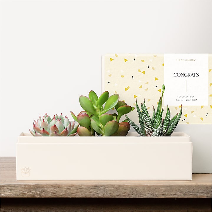 product image for Lula's Garden - Congratulations Deluxe Gardens