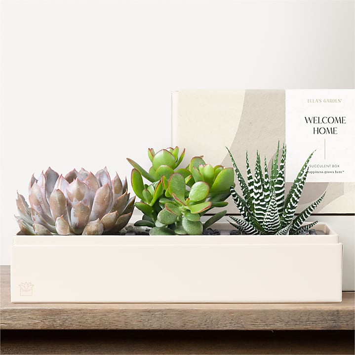 product image for Lula's Garden - Housewarming Deluxe Gardens