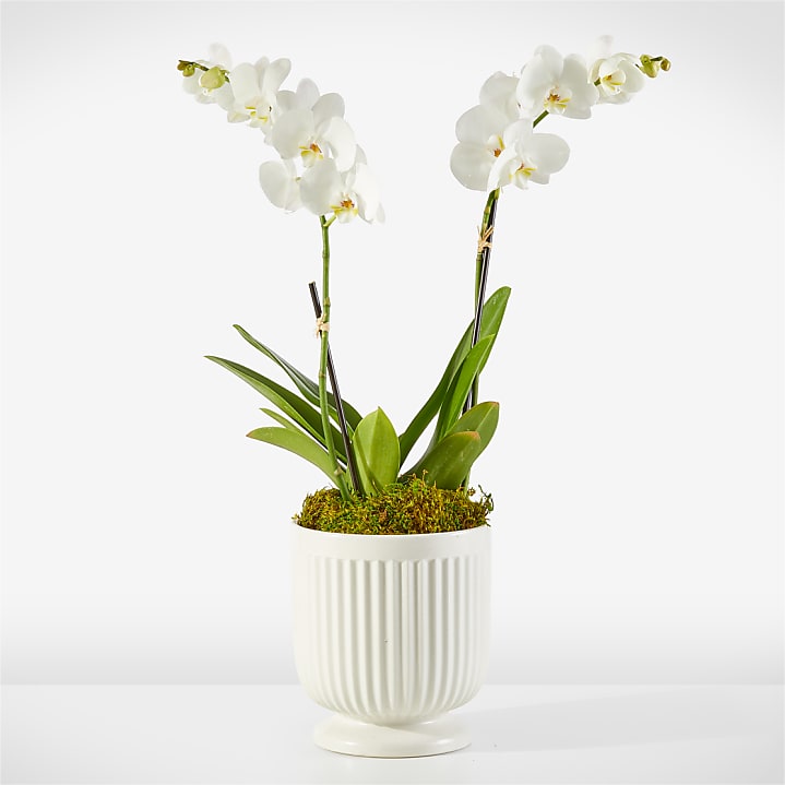 product image for Whispering White Orchid