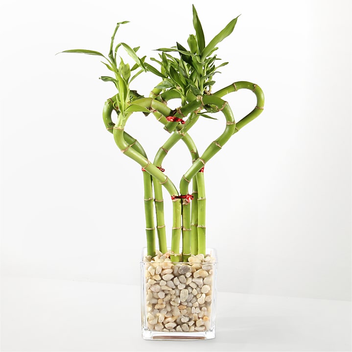 product image for Love Ties Bamboo