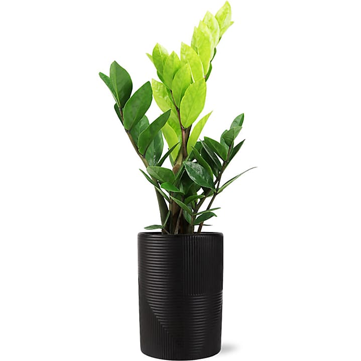 product image for Modern ZZ Plant