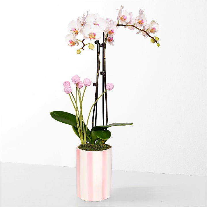 product image for Soft Beauty Pink and White Orchid