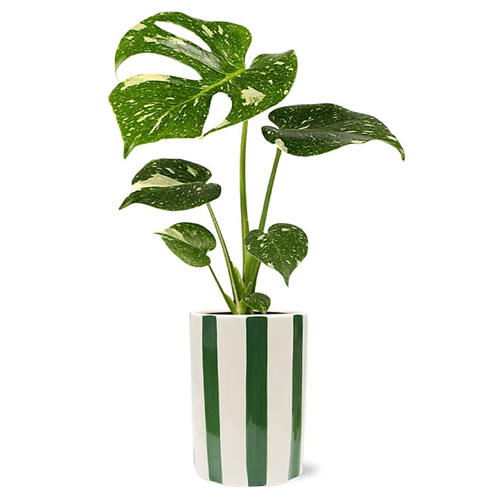 product image for Lush Monstera Plant