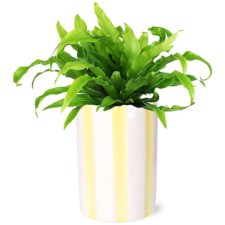 product image for Leafy Bird's Nest Fern