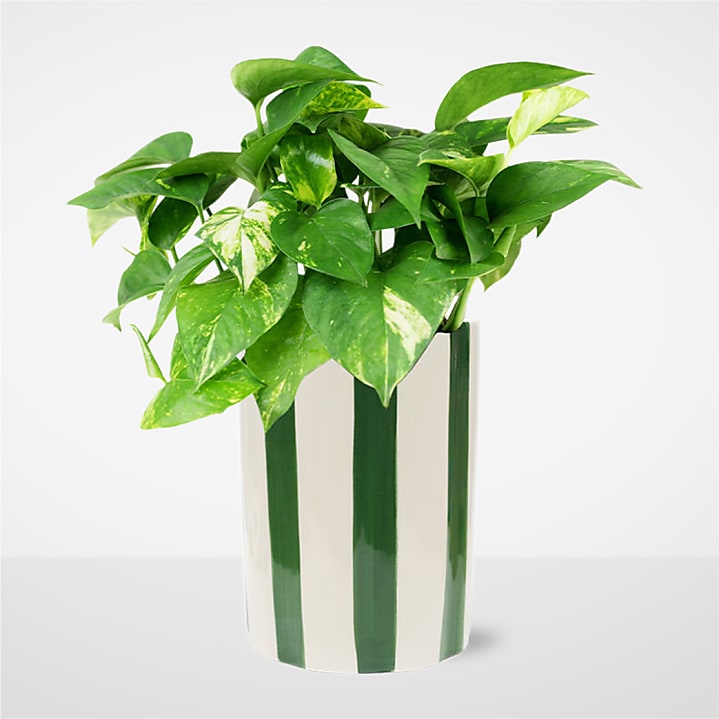 product image for Pure Joy Pothos Plant