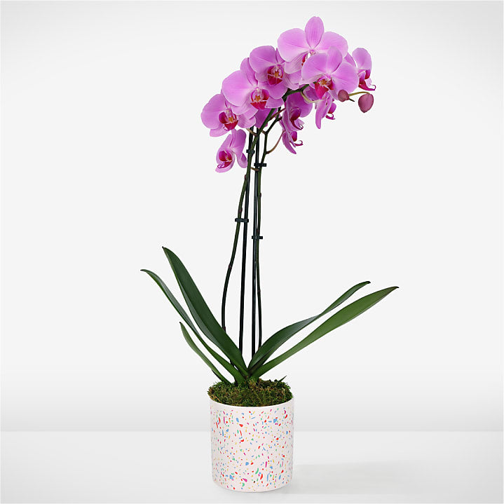 product image for Cheerful Orchid Charm