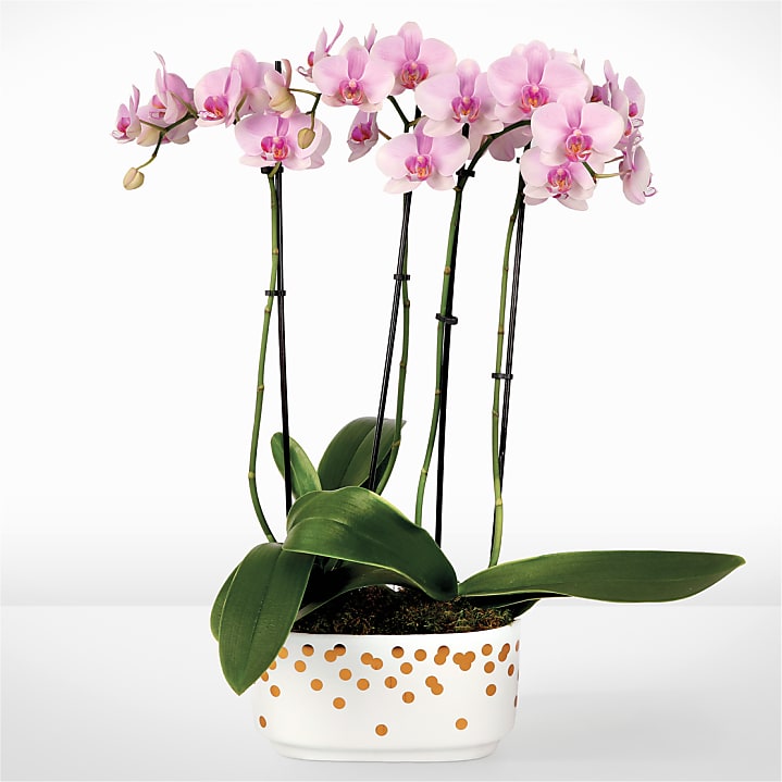product image for Pink and Pretty Orchid Garden