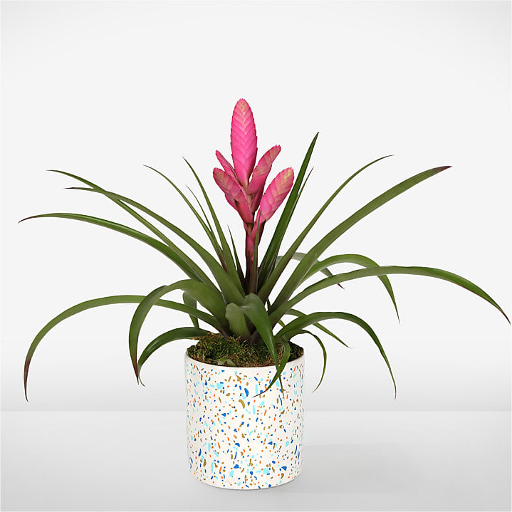 product image for Stunning Pink Bromeliad