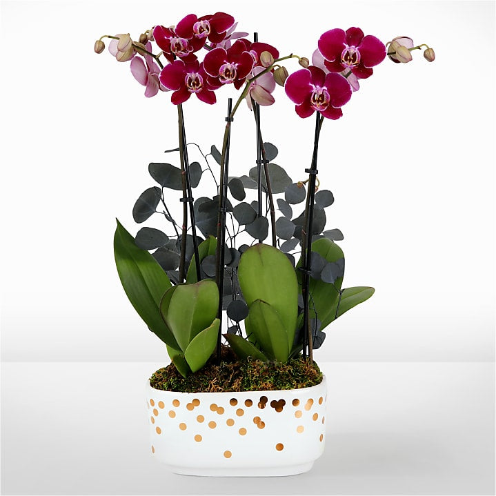 product image for Purple Enchantment Orchid Garden