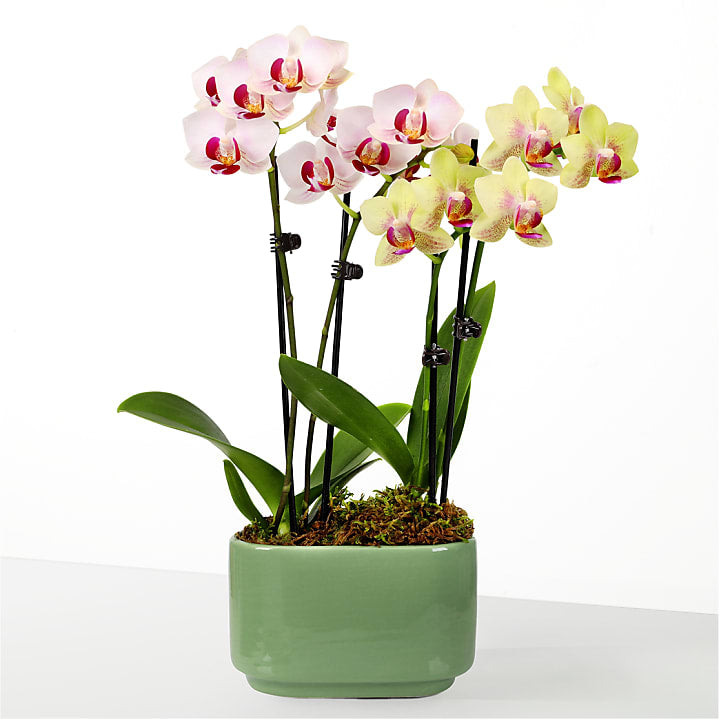 product image for Blooming Embrace Orchid Duo