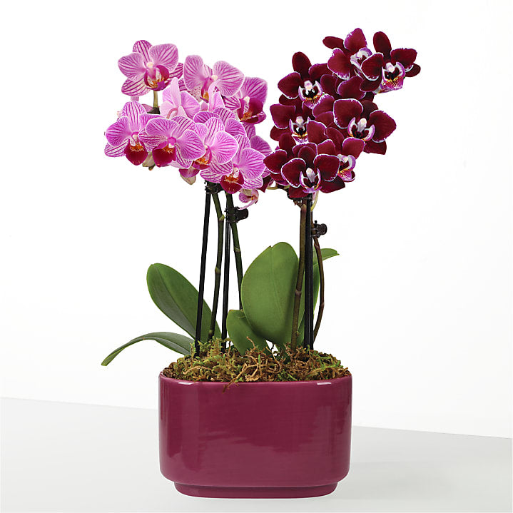 product image for Purple Paradise Orchid Duo