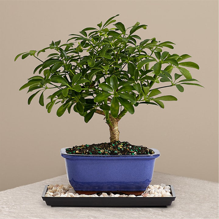 product image for Indoor Hawaiian Umbrella Bonsai