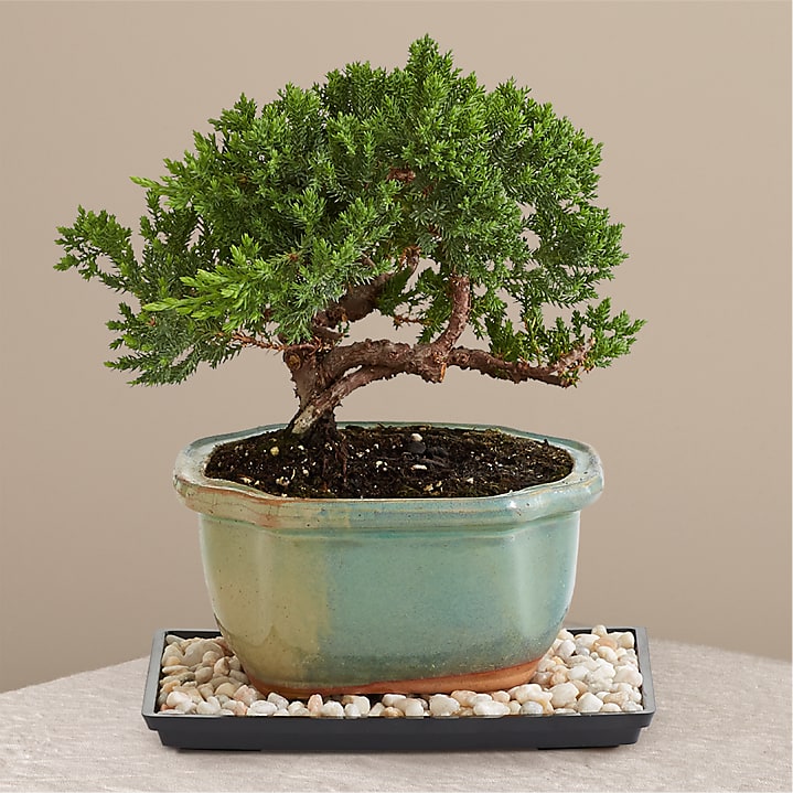 product image for Juniper Bonsai Tree
