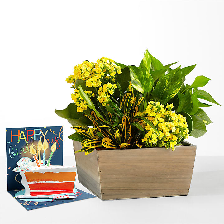 product image for Sunshine & Joy Garden & Birthday Pop Up Card