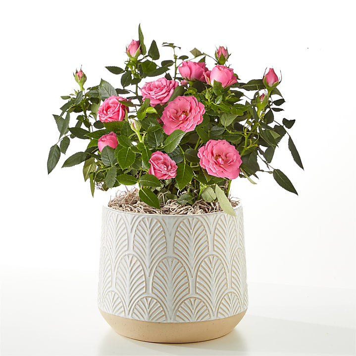 product image for Young Love Pink Rose Plant