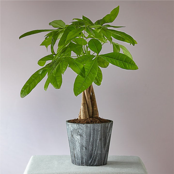 product image for Lucky Day Money Tree