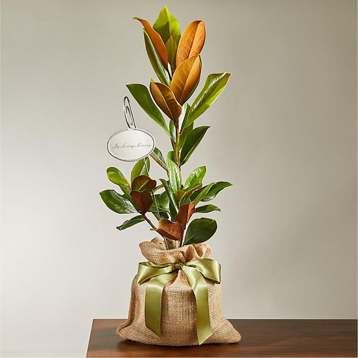 product image for Memorial Magnolia Tree