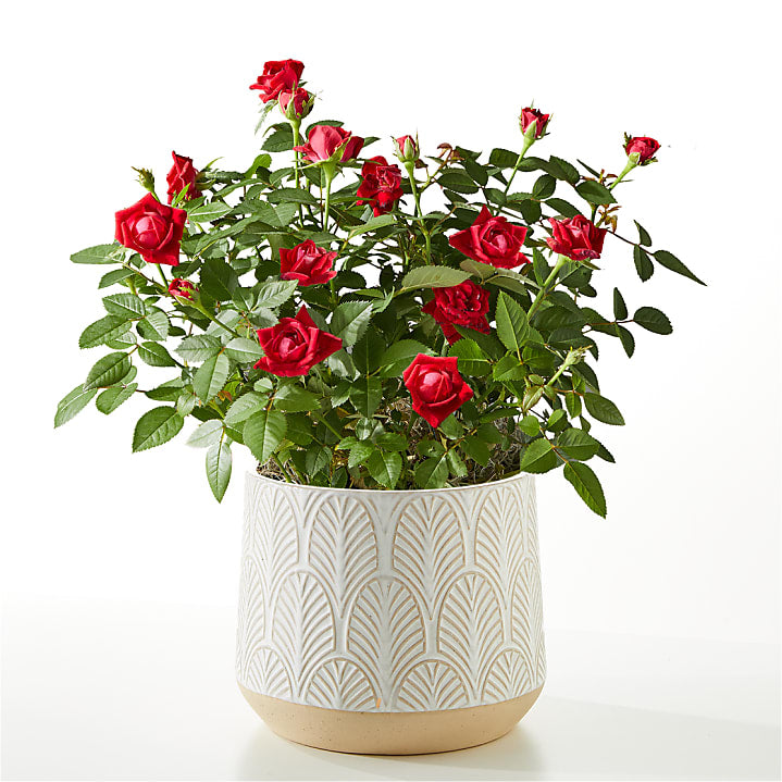 product image for Red Mini Rose Plant