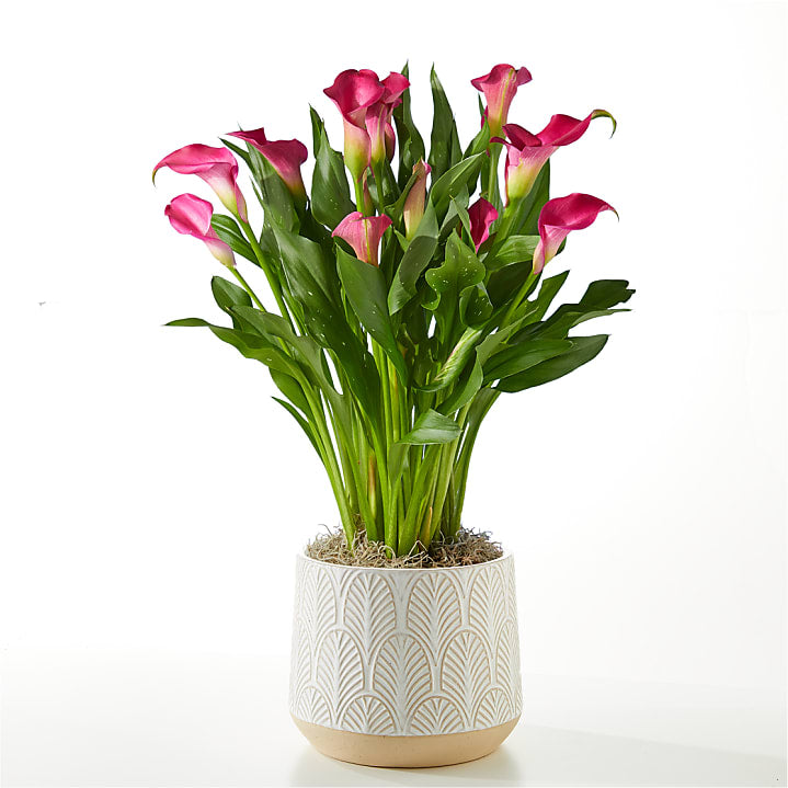 product image for My Darling Pink Calla Lily Plant