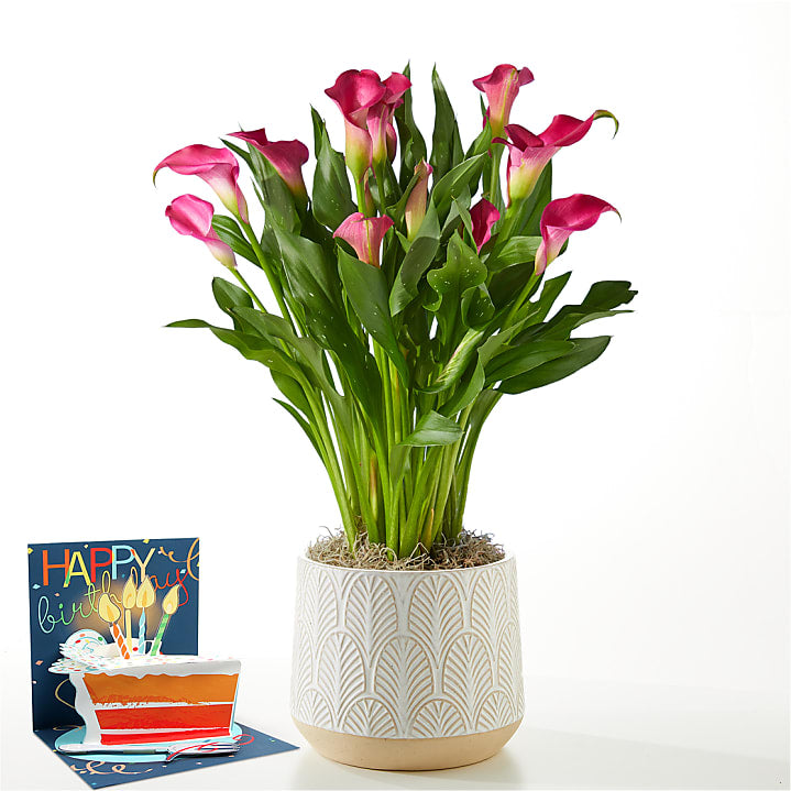 product image for Pink Calla Lily Plant & Birthday Pop Up Card