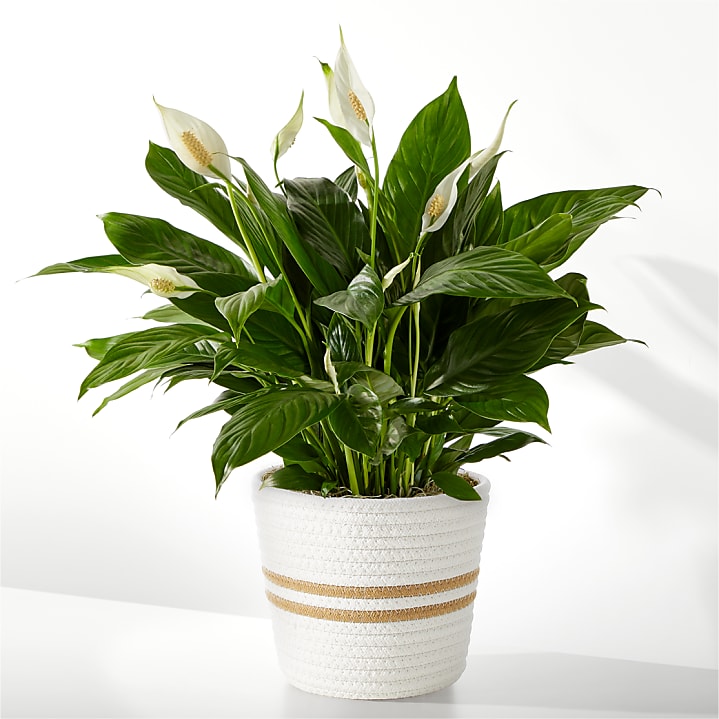 product image for Peace Lily Plant