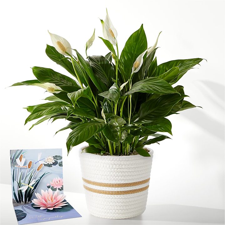 product image for Peace Lily Plant & Sympathy Pop Up Card