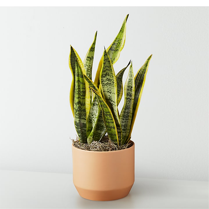 product image for Snake Plant