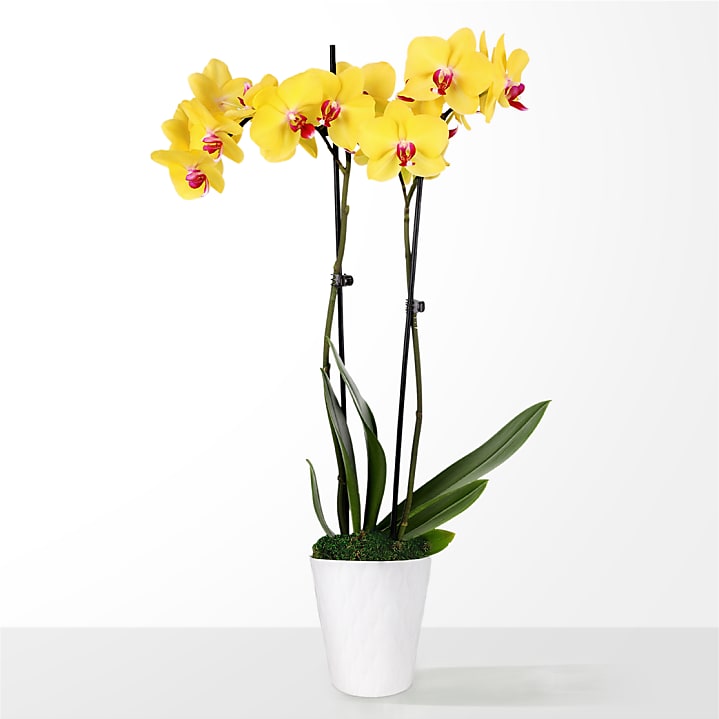 product image for Sunshine Yellow Orchid