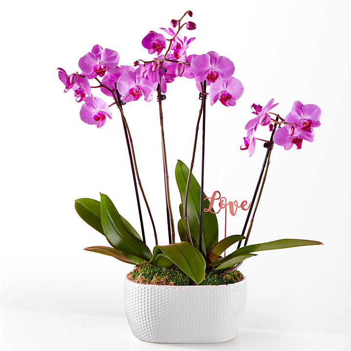 product image for Love & Orchids Garden