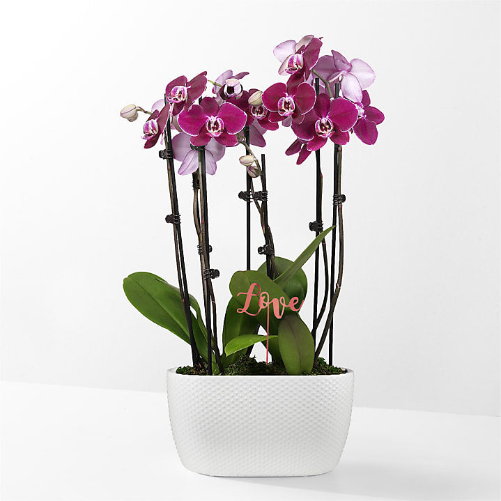 product image for Purple Passion Orchid Garden