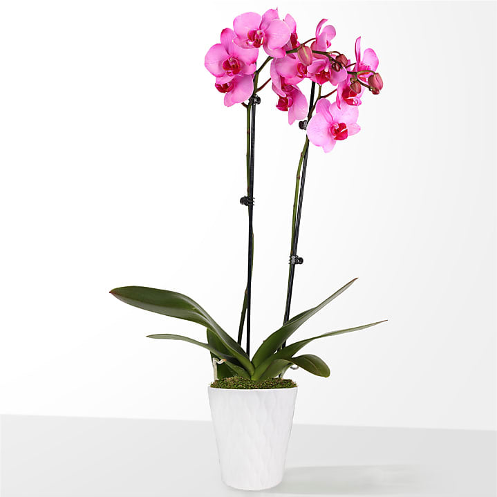 product image for Pink Watercolor Orchid