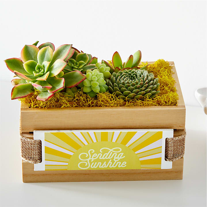 product image for Sending Sunshine Succulent Crate