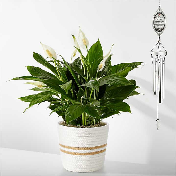 product image for Celebration of Life Windchime & Plant Bundle
