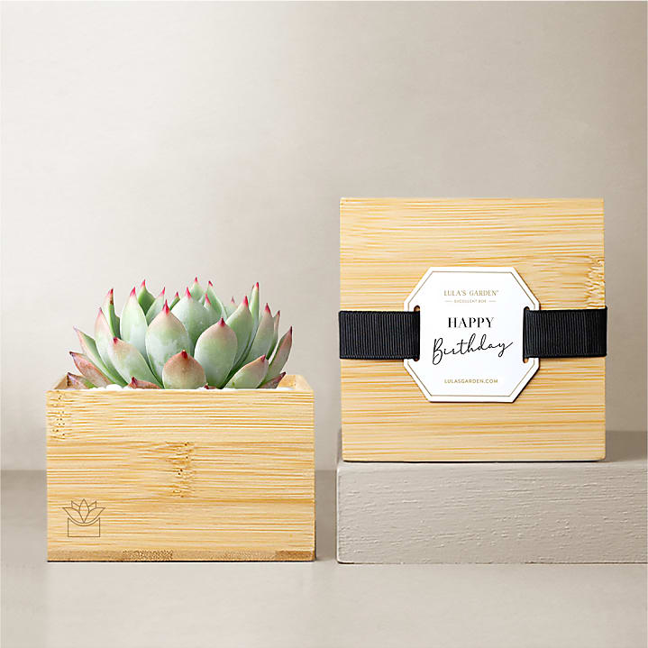 product image for Lula's Garden - Birthday Bamboo Gardens