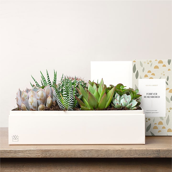 product image for Lula's Garden - Sympathy Premium Gardens