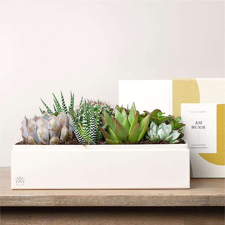 product image for Lula's Garden - Just Because Premium Gardens