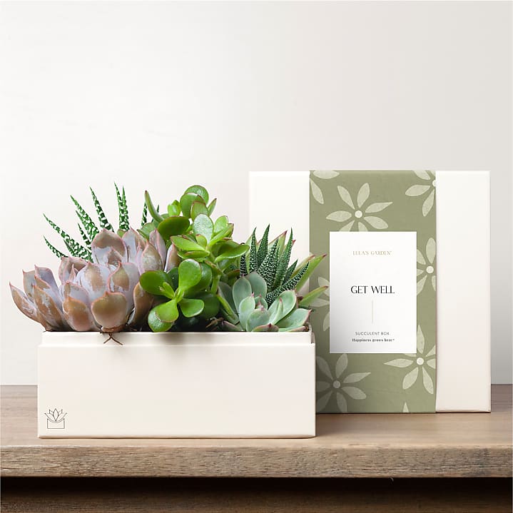 product image for Lula's Garden - Get Well Premium Gardens