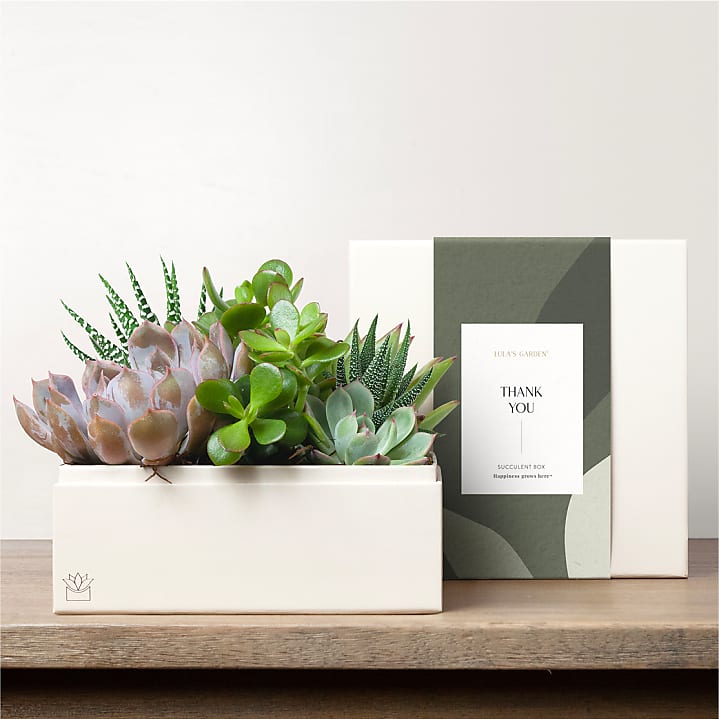 product image for Lula's Garden - Thank You Premium Gardens