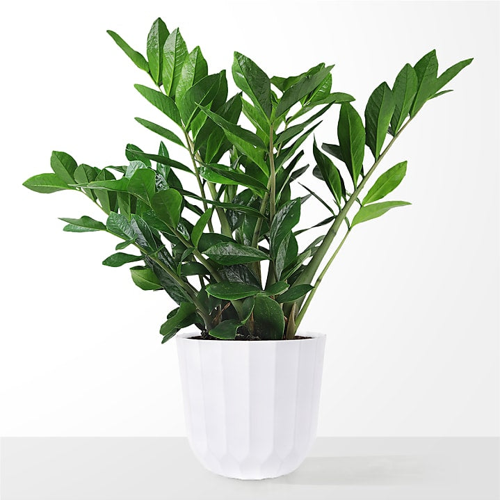 product image for Large ZZ Plant