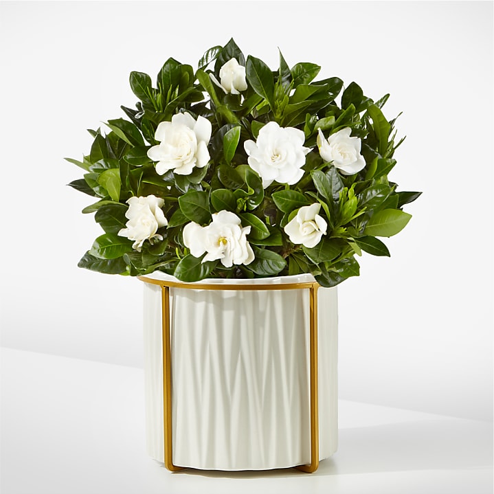product image for 8" Fragrant Gardenia Plant