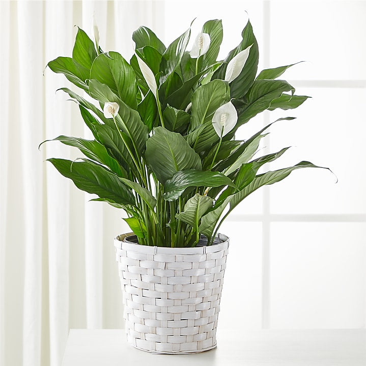 product image for A New Leaf Peace Lily