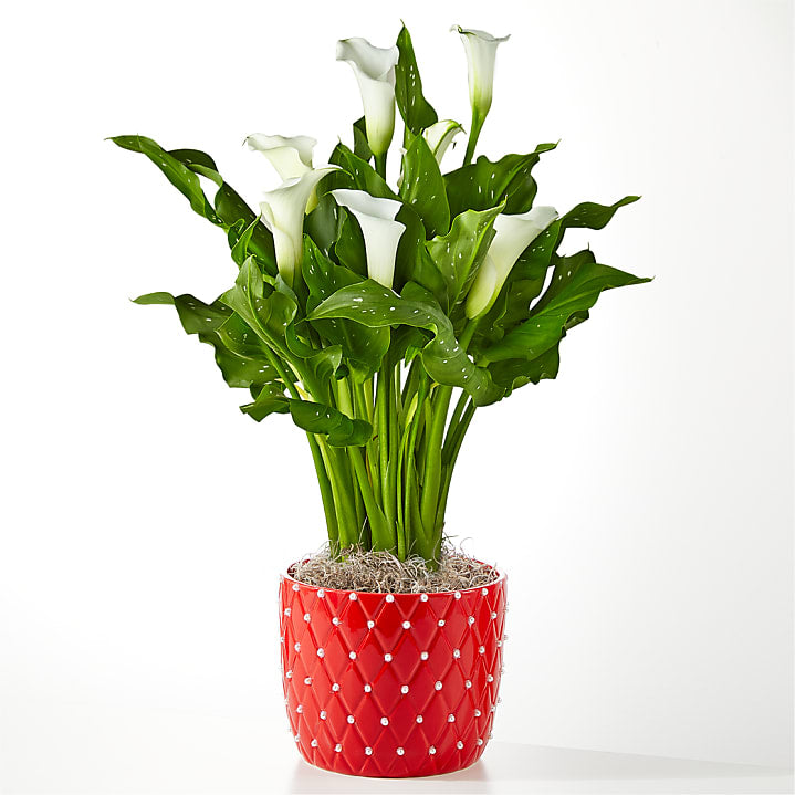 product image for Elegant Romance Calla Lily