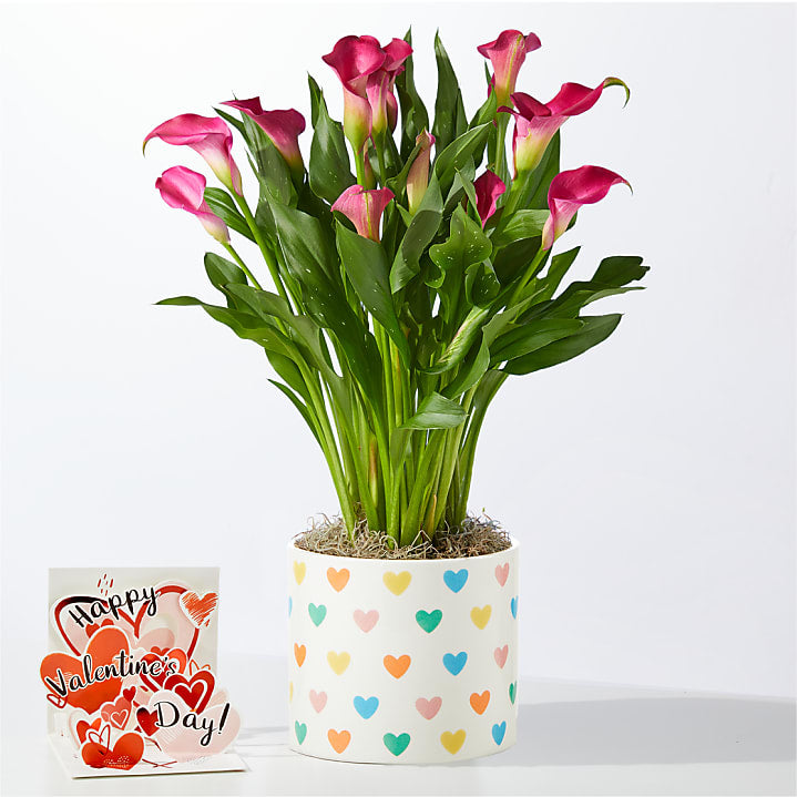 product image for Blushing Beauty Calla Lily with Valentine’s Pop Up Card