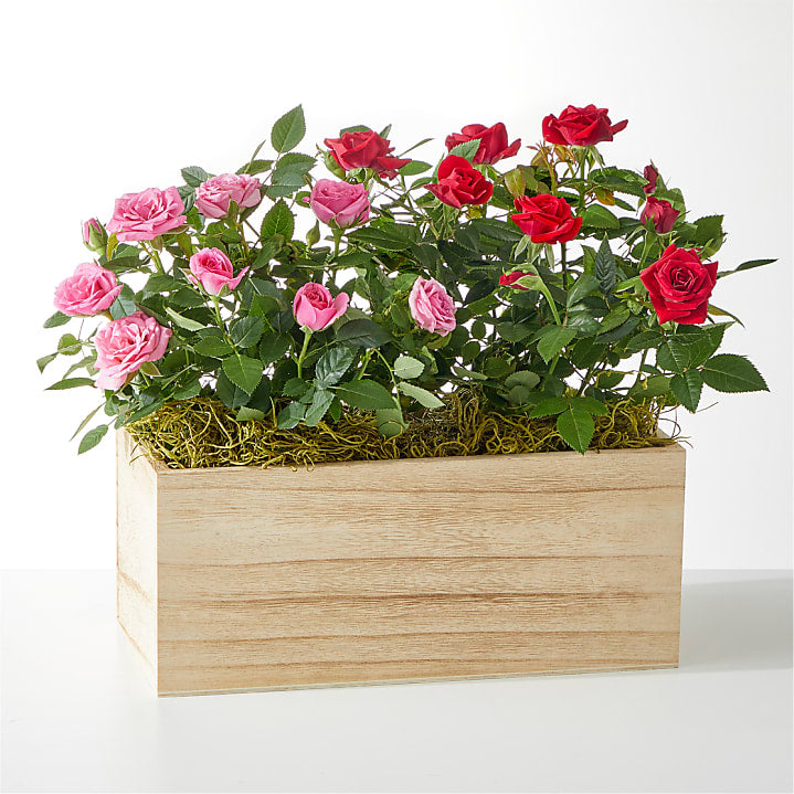 product image for Side by Side Rose Duo