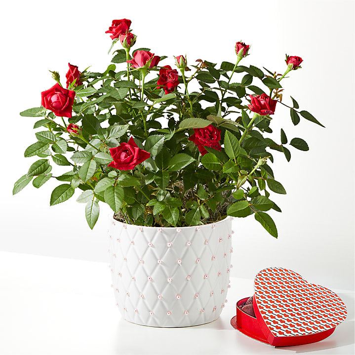 product image for Pearl Kiss Red Mini Rose with Heart Shaped Chocolate