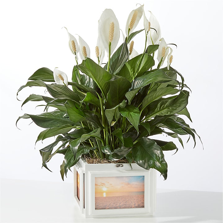 product image for Peace Lily Keepsake Box
