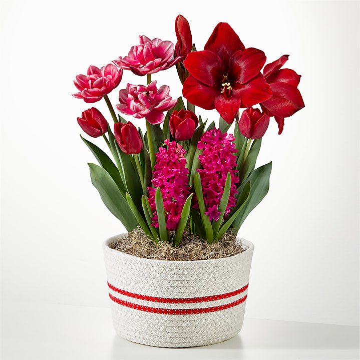 product image for Simply Striking Bulb Garden