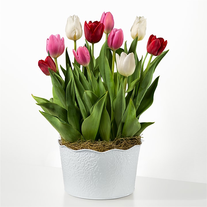 product image for All You Need Is Love Tulip Bulb Garden